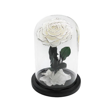 Amore Forever Rose Single Stem Cloche White (12Dx20cmH)